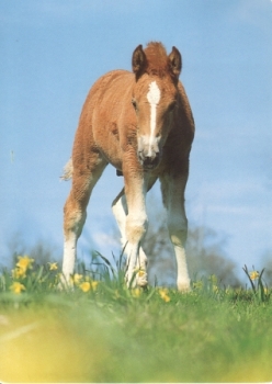 Kůň 2009 95 001 D ● - Fauna